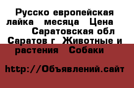 Русско-европейская лайка 2 месяца › Цена ­ 4 000 - Саратовская обл., Саратов г. Животные и растения » Собаки   